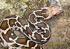 Rock Python