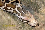 Rock Python