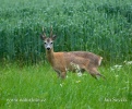 Roe Deer