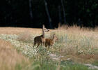 Roe Deer