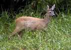 Roe Deer