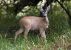 Roe Deer