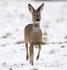 Roe Deer