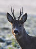 Roe Deer