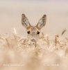 Roe Deer