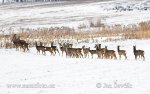 Roe Deer