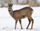 Roe Deer