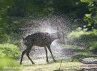 Roe Deer