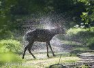 Roe Deer