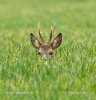 Roe Deer