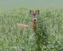 Roe Deer