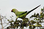 Rose-ringed Parakeet