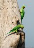 Rose-ringed Parakeet