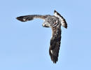 Rough-legged Buzzard