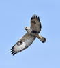 Rough-legged Buzzard