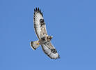 Rough-legged Buzzard