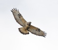 Rough-legged Buzzard