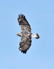 Rough-legged Buzzard