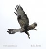 Rough-legged Buzzard