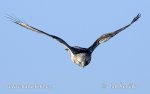 Rough-legged Buzzard