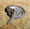 Rough-scaled Sand Boa