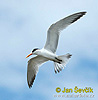 Royal Tern