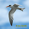 Royal Tern