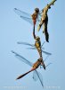 Ruddy Darter, libélula flecha roja