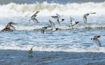 Ruddy Turnstone