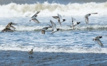 Ruddy Turnstone