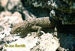 Russian bent toed Gecko
