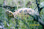 Russian Tortoise