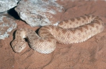 Sahara Sand Viper
