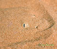 Sahara Sand Viper