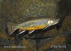 Salvelinus fontinalis