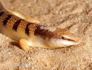 Sand Fish