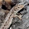 Sand Lizard