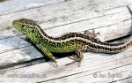 Sand Lizard