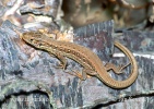 Sand Lizard