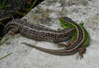 Sand Lizard