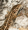 Sand Lizard