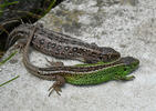 Sand Lizard