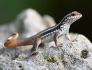 Santo Domingo Curly-tailed Lizard