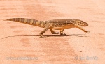 Savannah Monitor