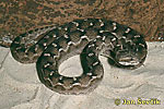 Saw-scaled viper