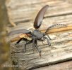 Sawing Support Beetle