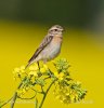 Saxicola rubetra