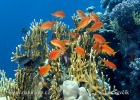 Scalefin Anthias