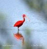 Scarlet Ibis