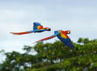 Scarlet Macaw